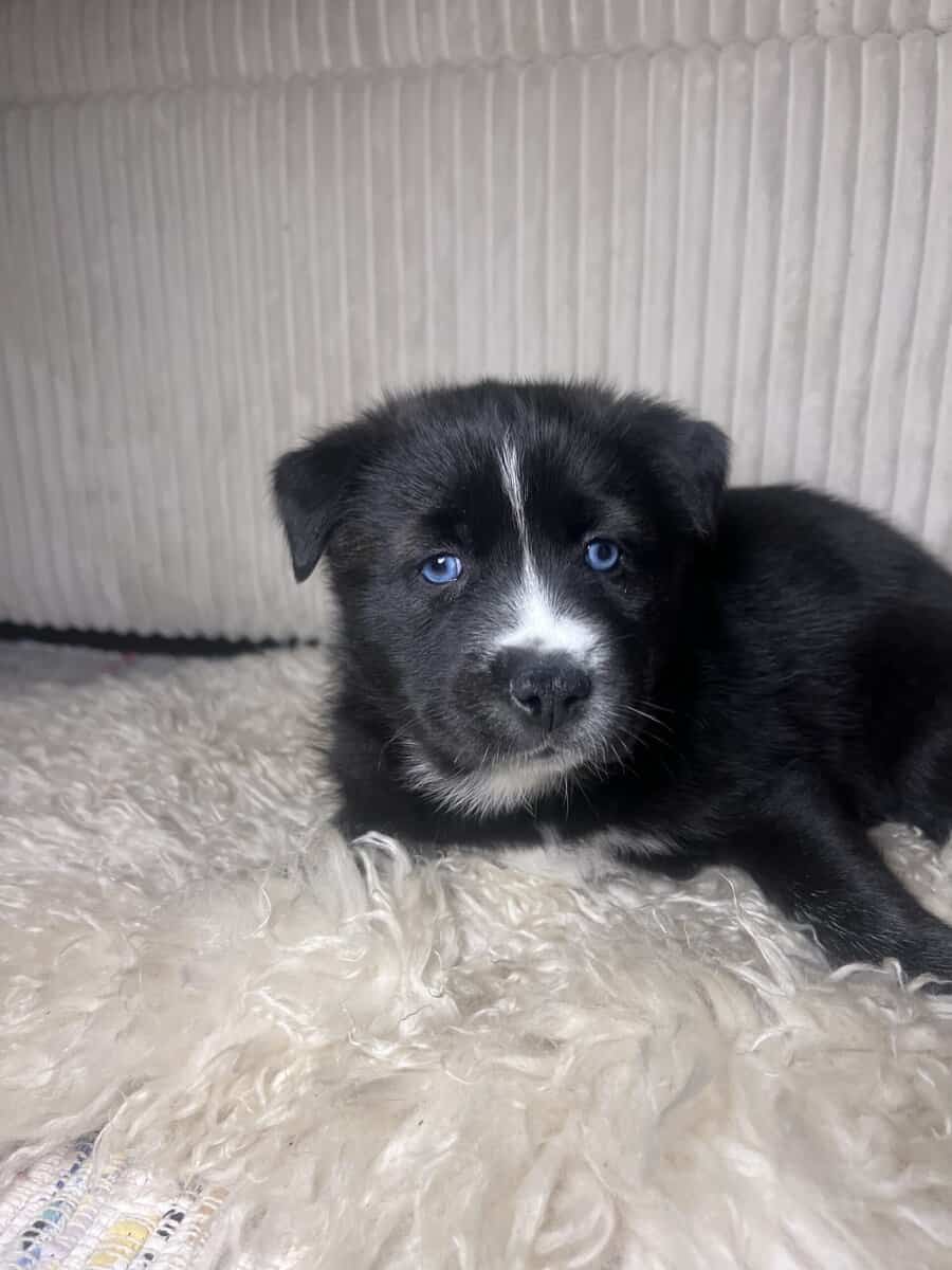 Pomsky Mix image 4