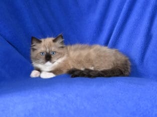 Adorable Seal Ragdoll Kittens
