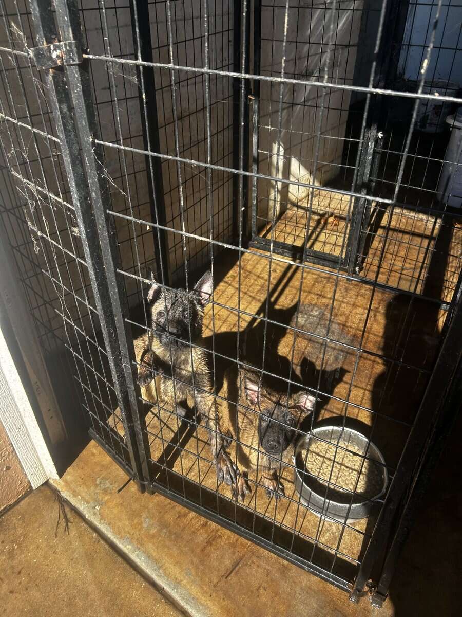 Belgian Malinois puppies image 12