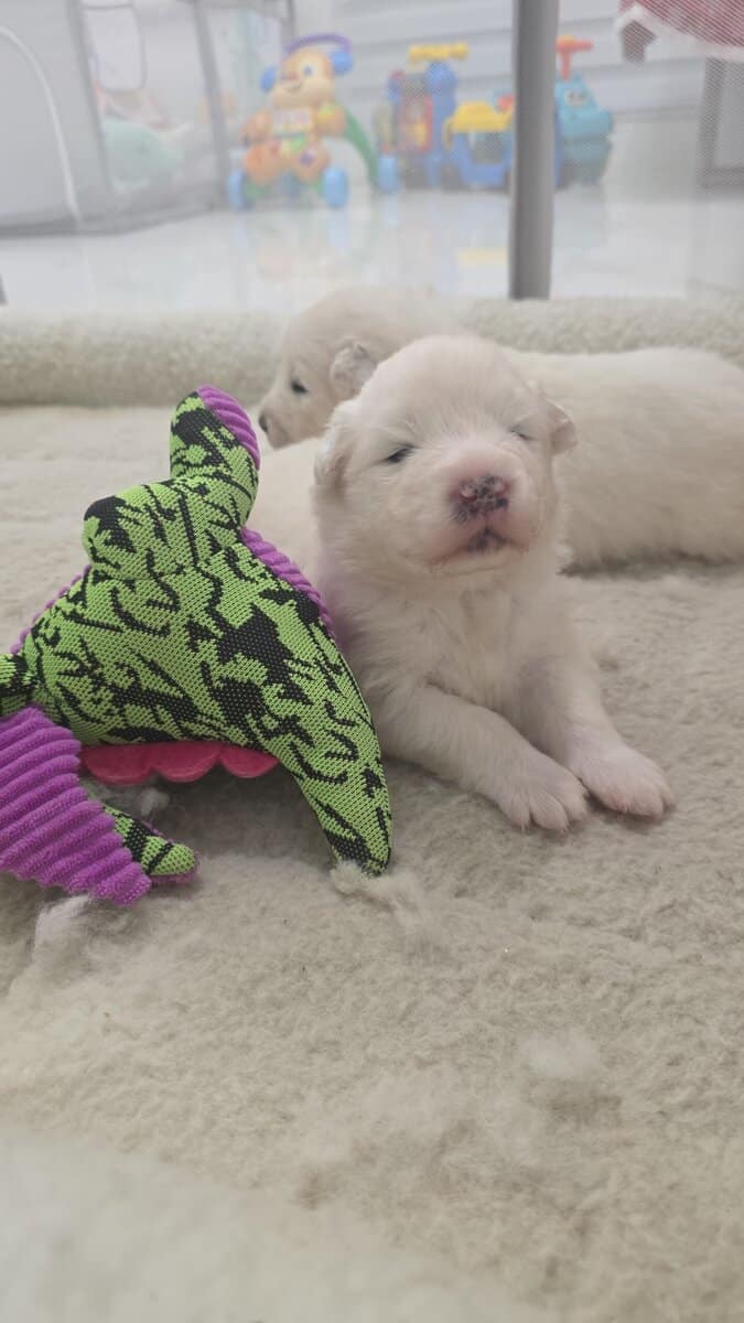 Samoyed female's 4 weeks image 1