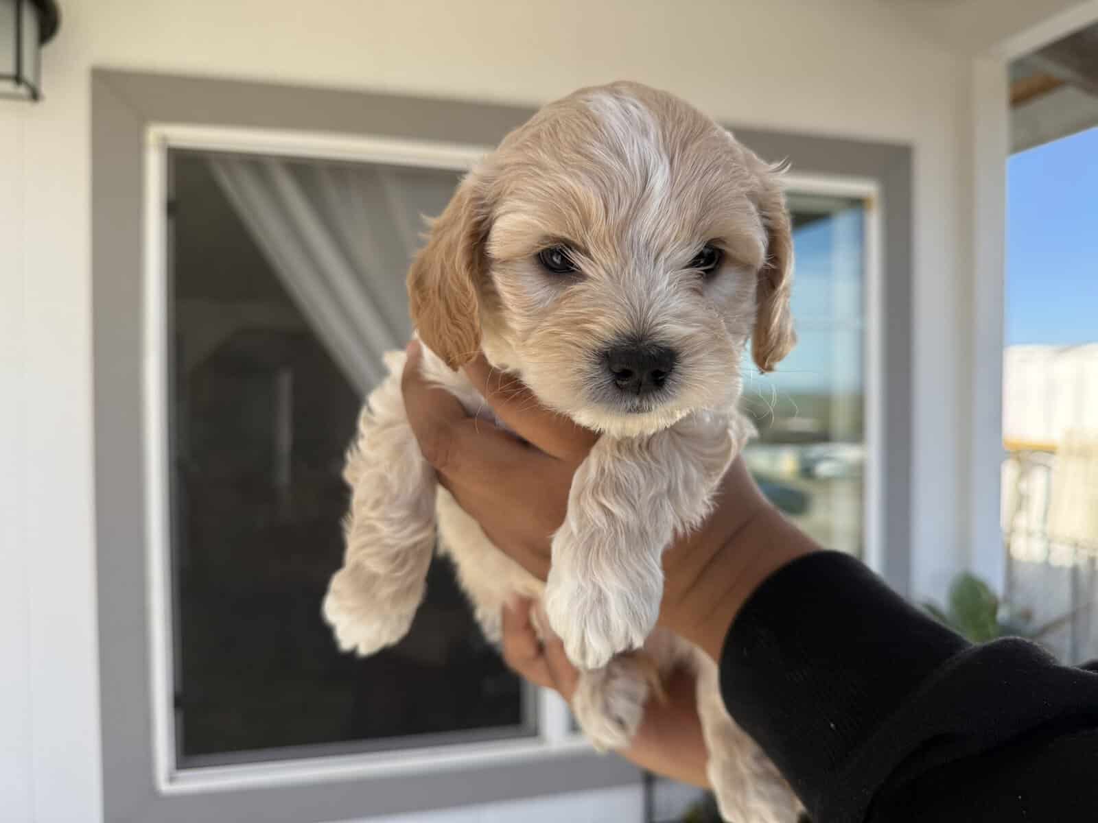 Puppies image 1