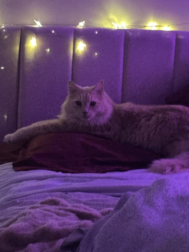 Meet Star 🌟 A Loving, Cuddly 7-Month-Old Cat image 2