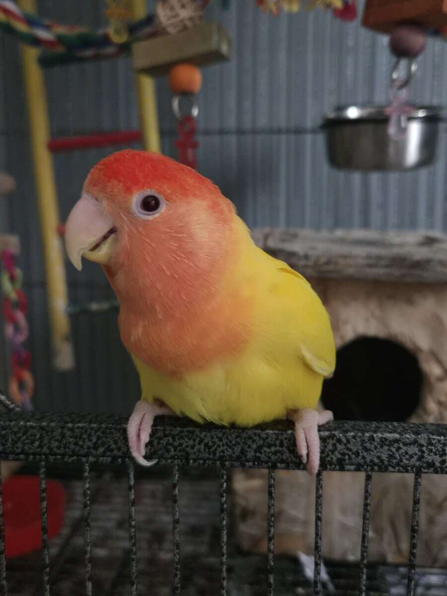 Cage/toys included! Red Headed Lutino Lovebird image 4