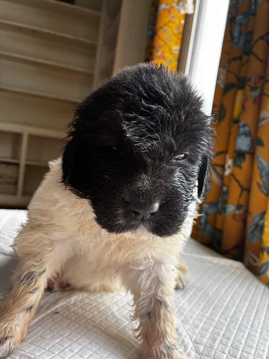 Newfoundland Puppies – Raised in a Home, Landseers image 16
