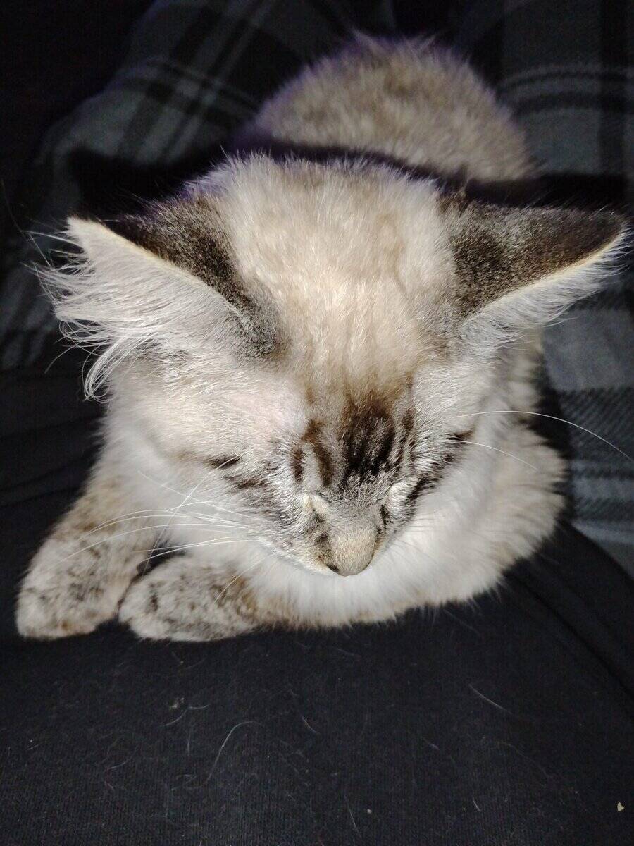Adopt Moose the little Siamese Tabby image 3