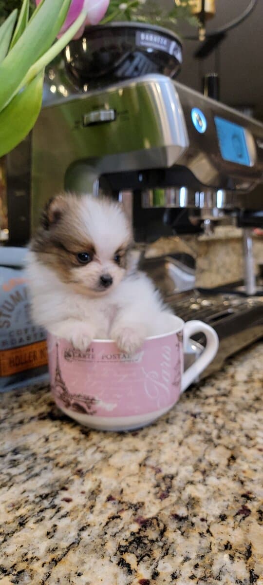 Pomeranian Puppies XS / MINI image 2