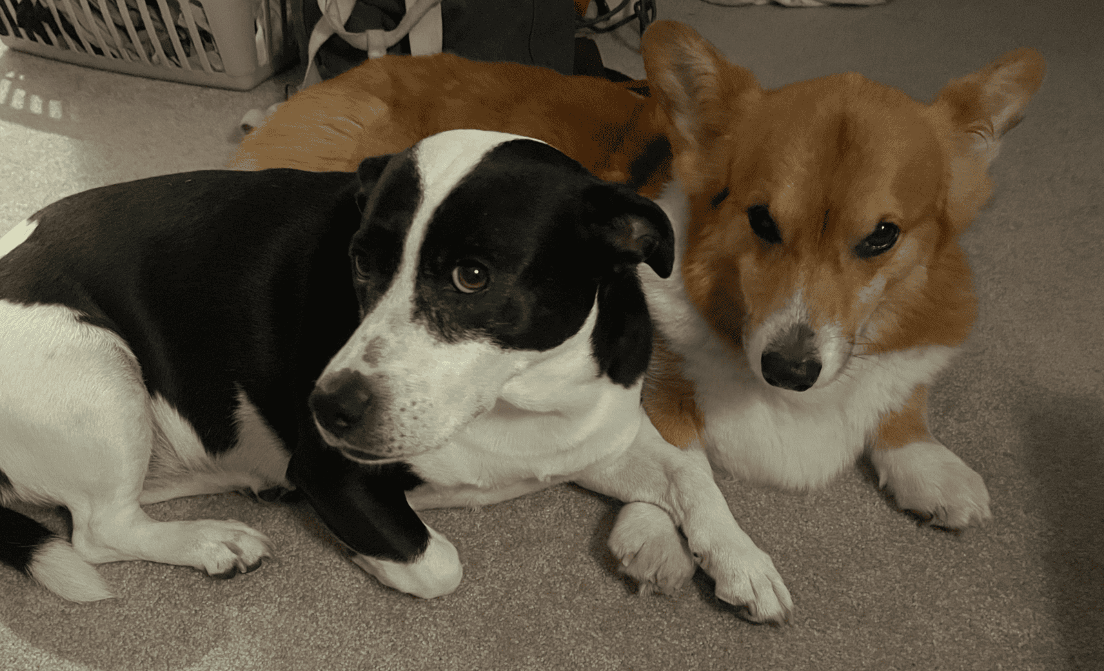 Corgi & Corgi-mix (bonded pair) image 1