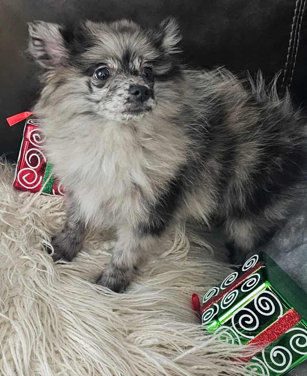 Pomeranian puppy rehomeing image 2