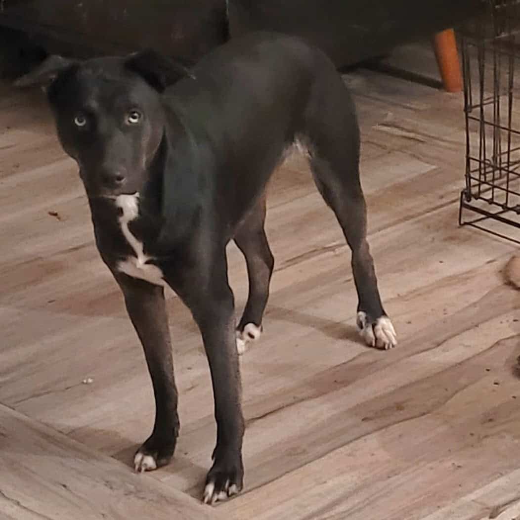 Free Husky Pitbull Terrier image 3