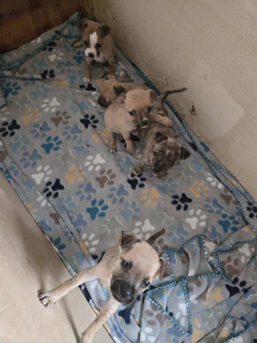 Jack Russell/Pit Mix Puppies image 1