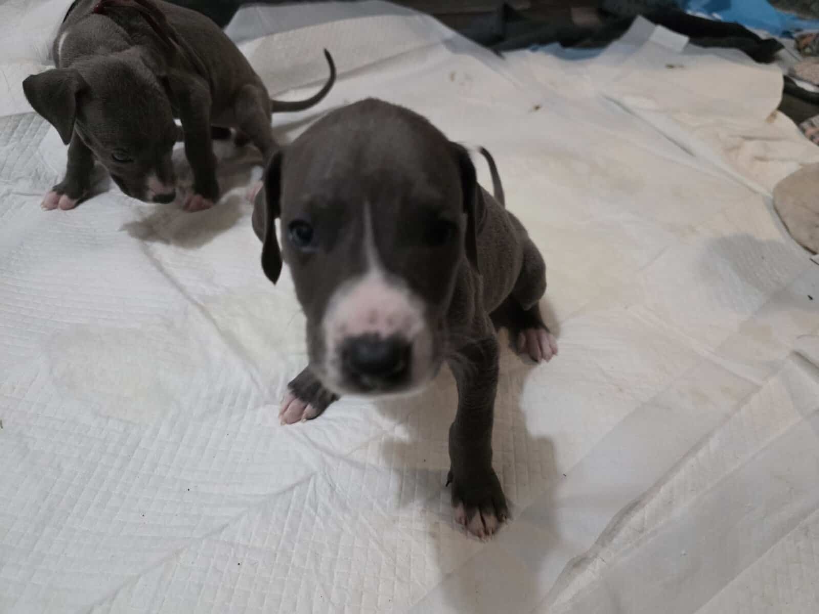 AKC Great Dane Puppies for sale image 2