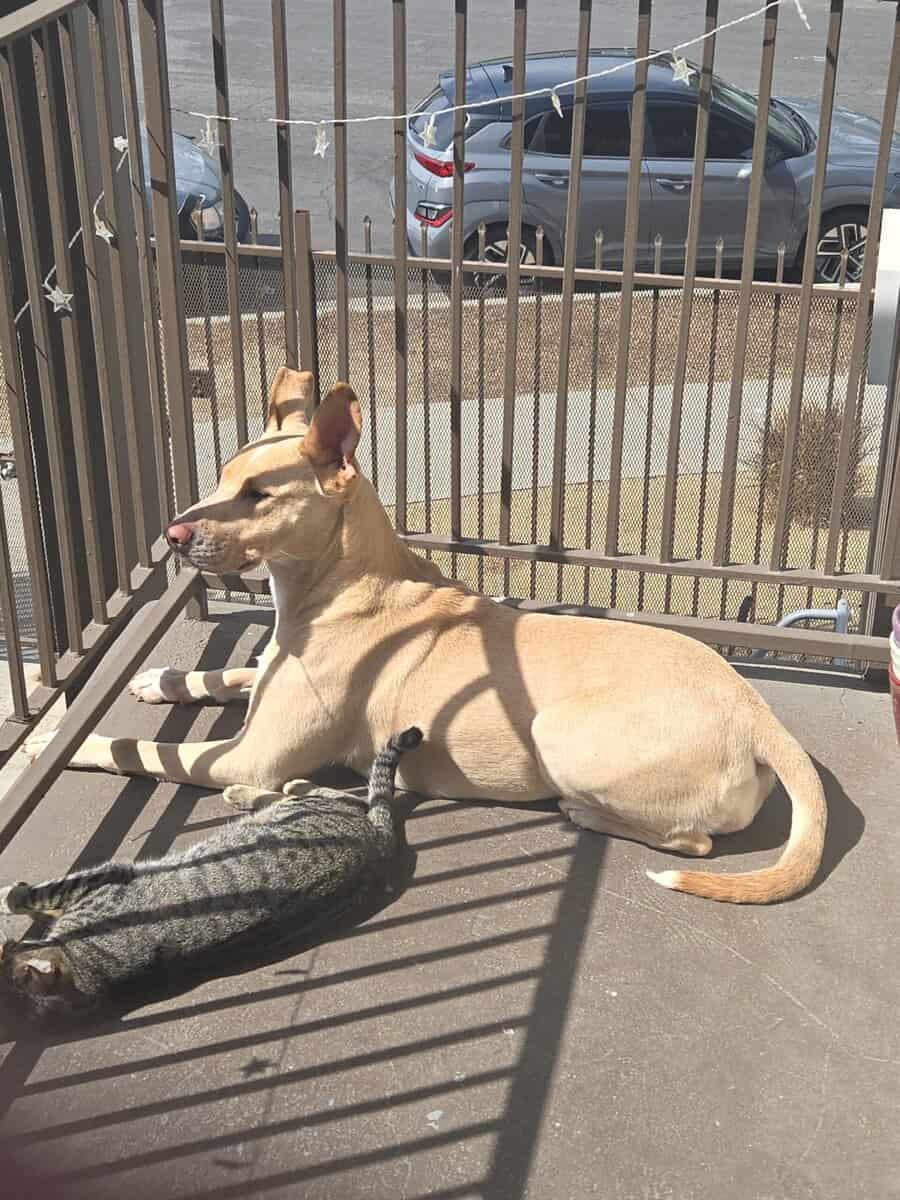 Sage to find a loving and active family or owner image 16