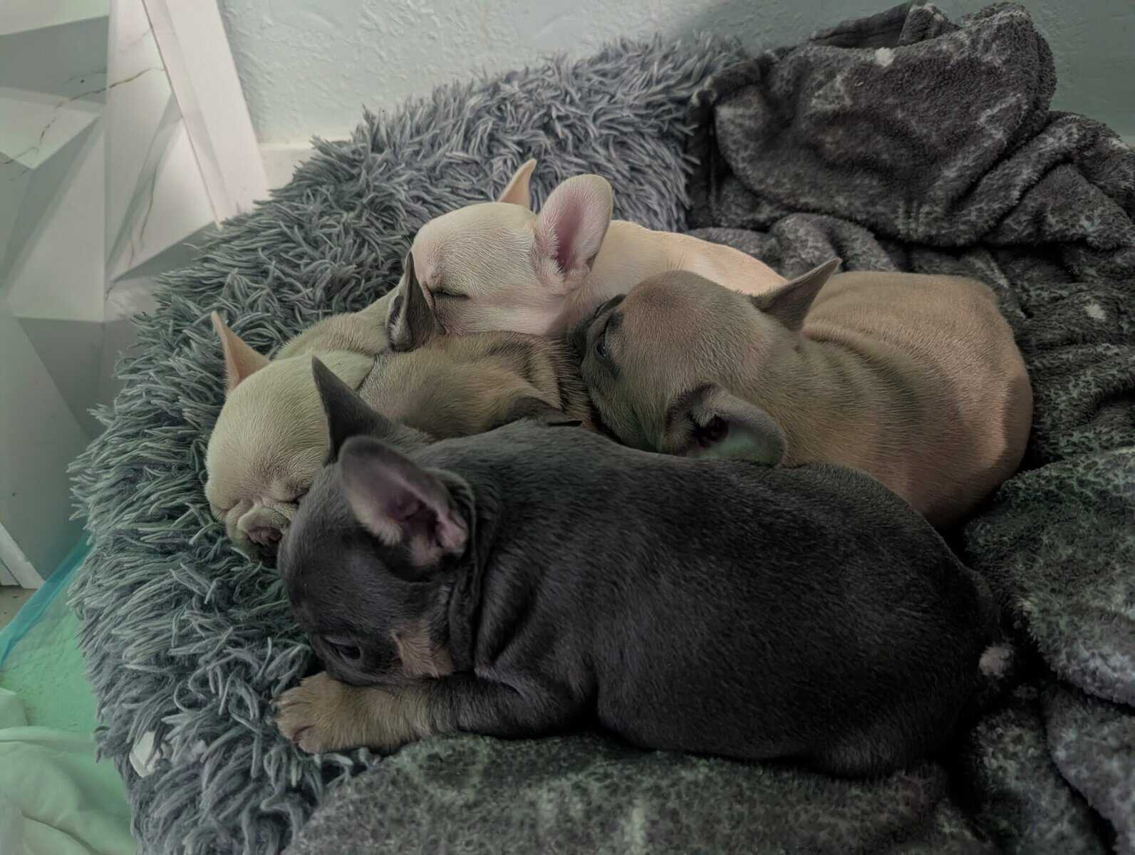 Frenchie Puppies image 1