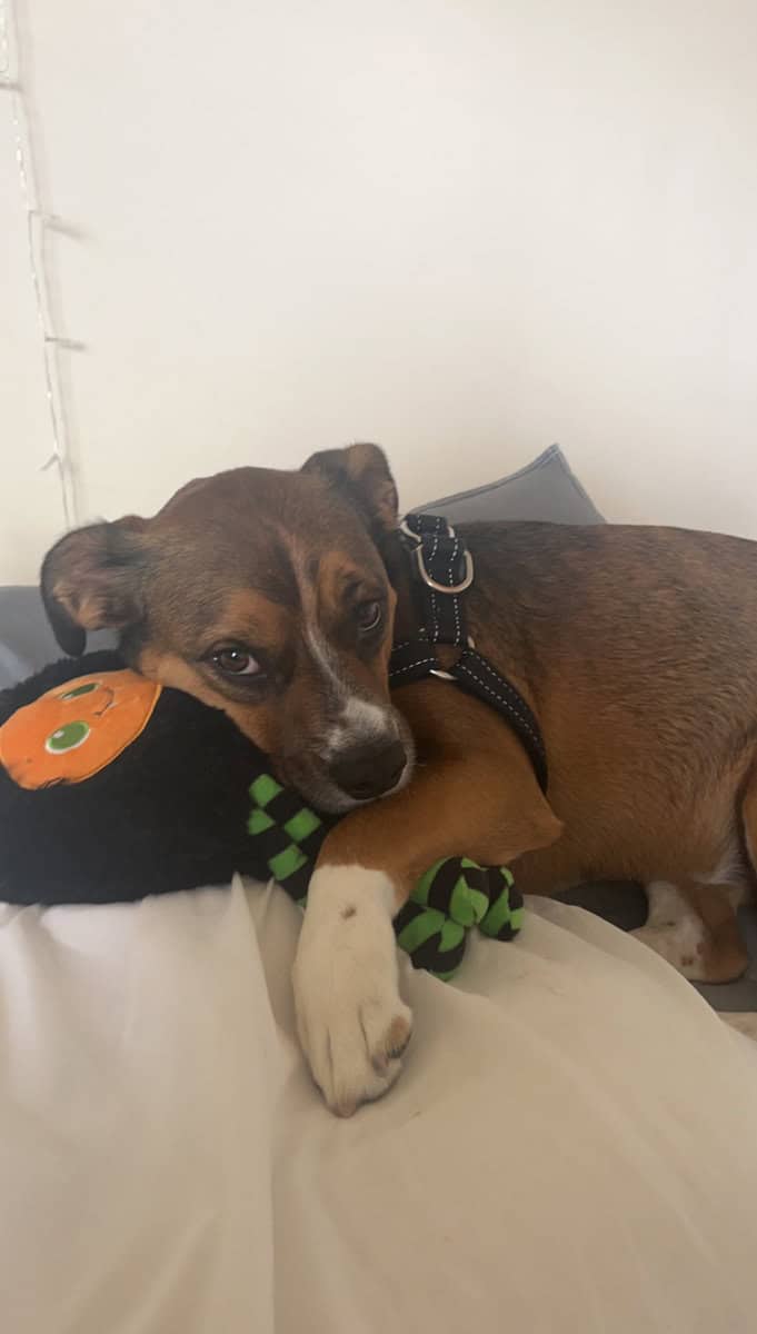 Sweet, Loving Corgi/Boxer Mix Looking For New Home image 4