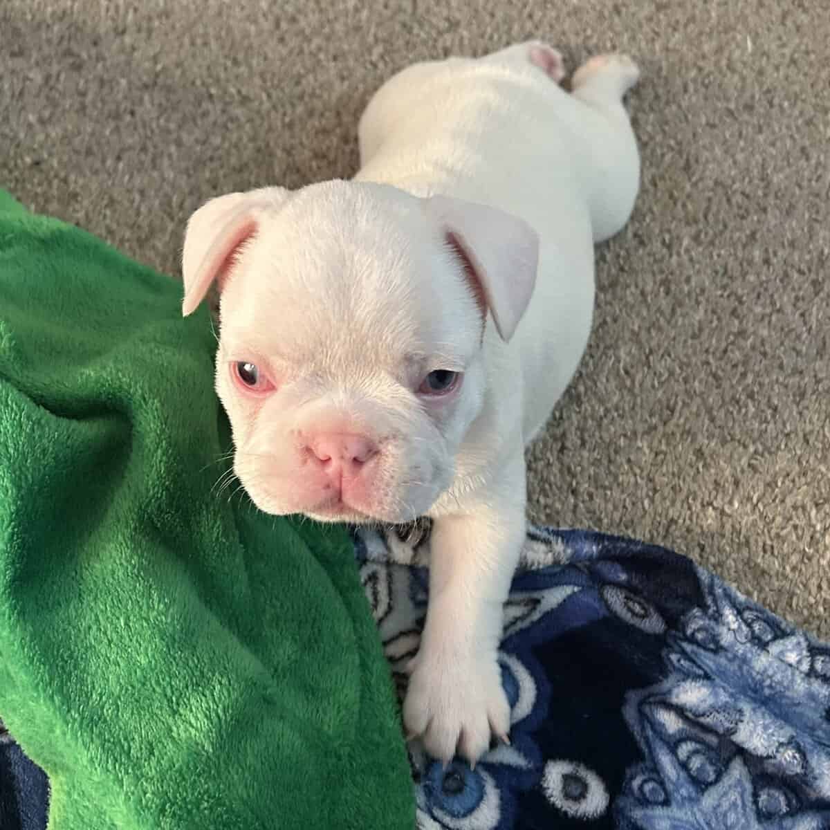 Frenchie pups image 9