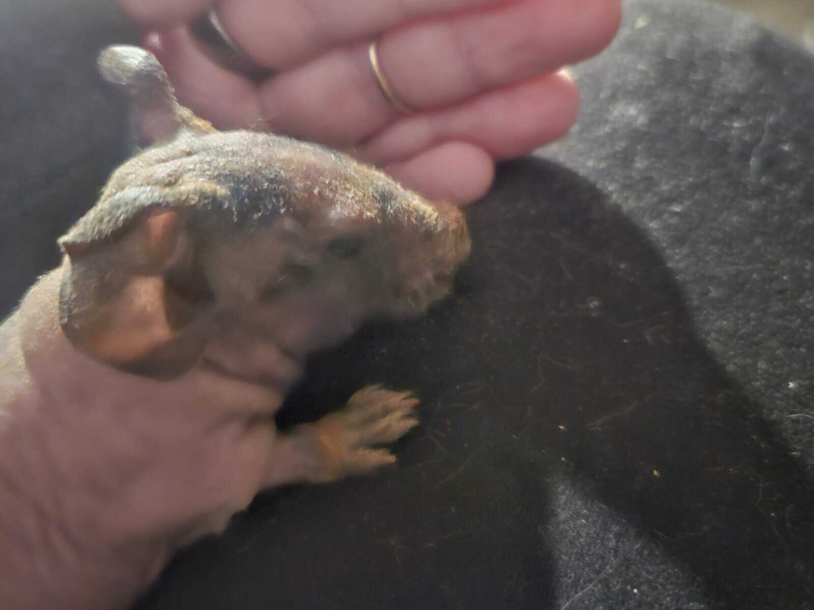Skinny pig babies for rehoming image 3