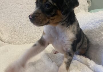 Australian Shepherd (lab) mutts!