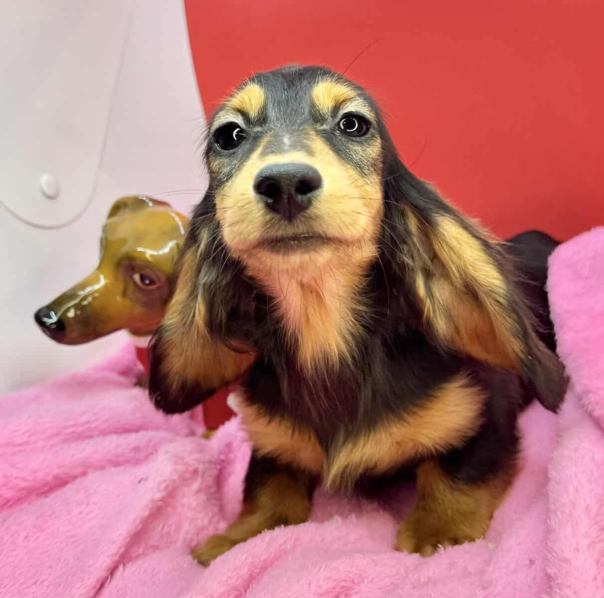 Champion bred dachshund puppies-Import line AKC image 24