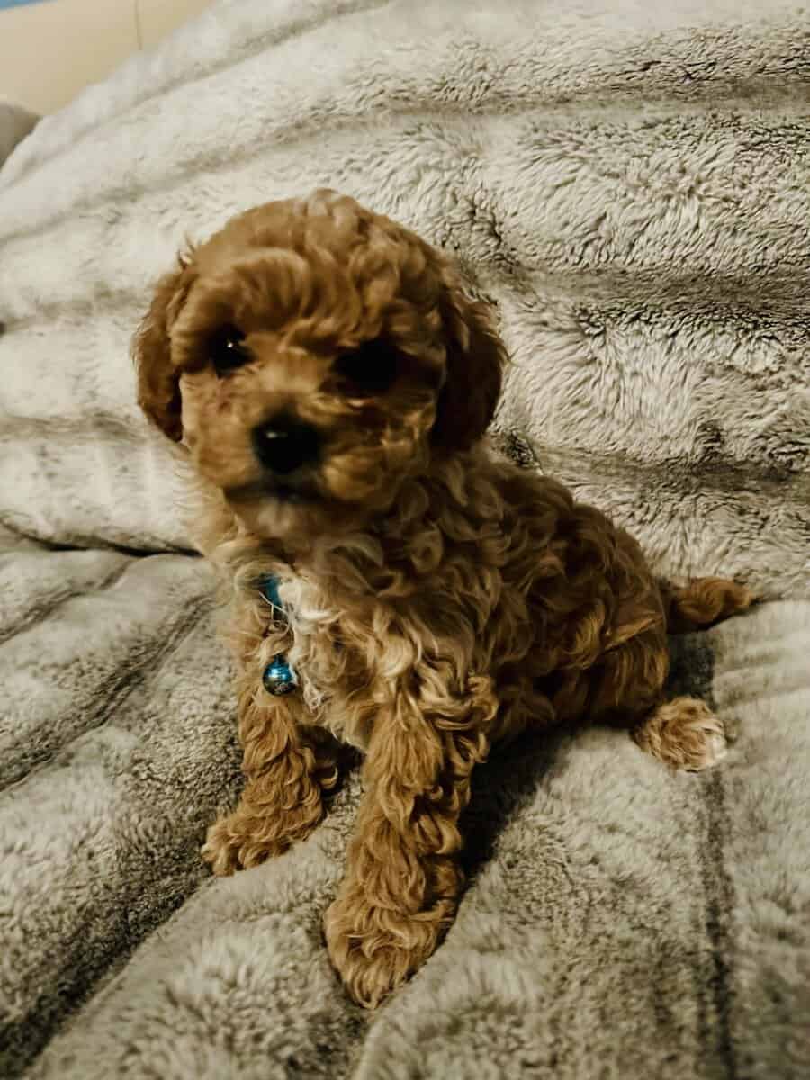 Maltipoo puppies DOB Nov 22, 2025 image 4