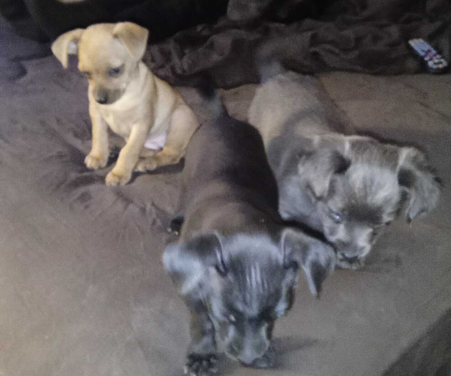 Chiweenie Puppies image 3
