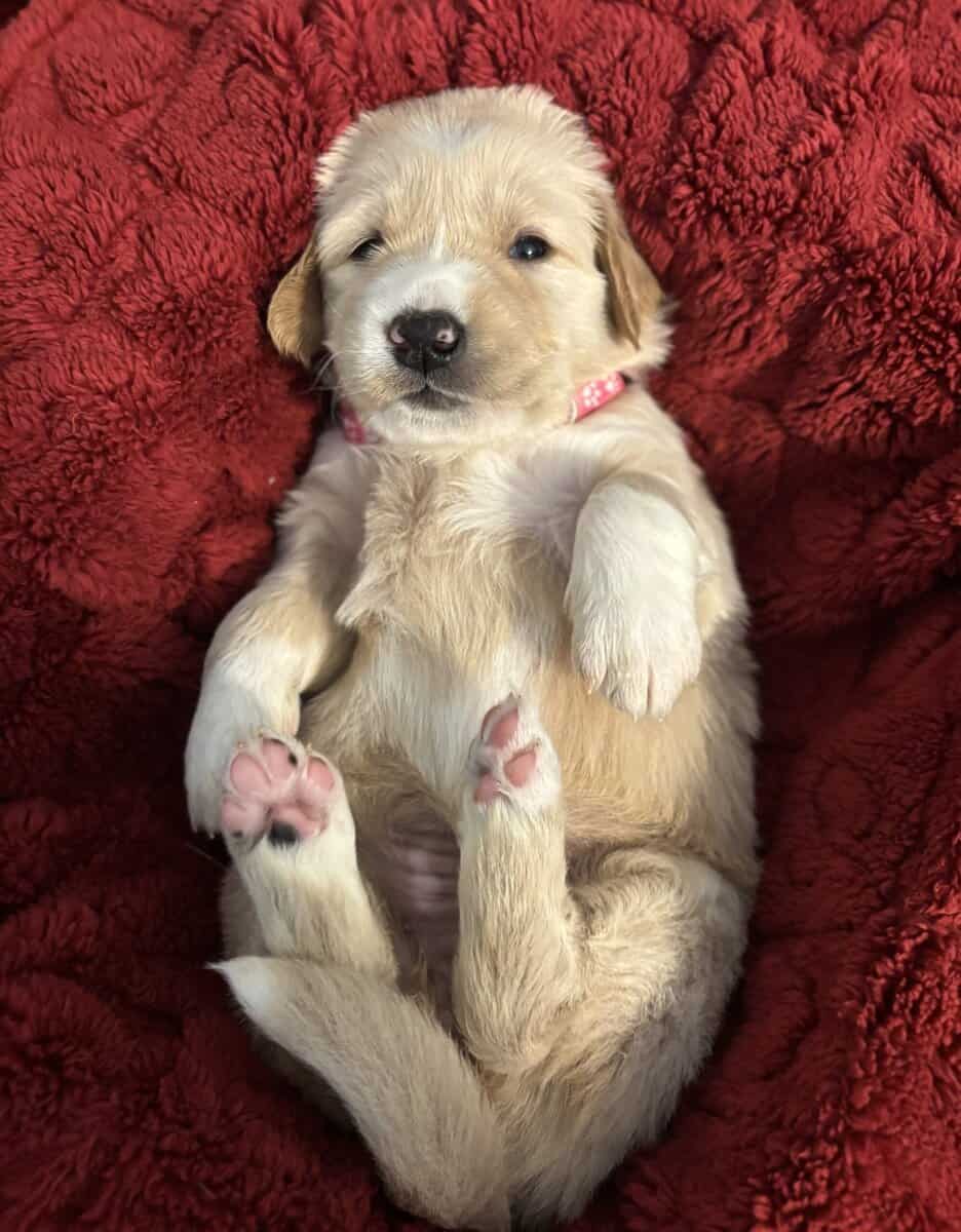 Golden Puppies Need Homes!! image 7