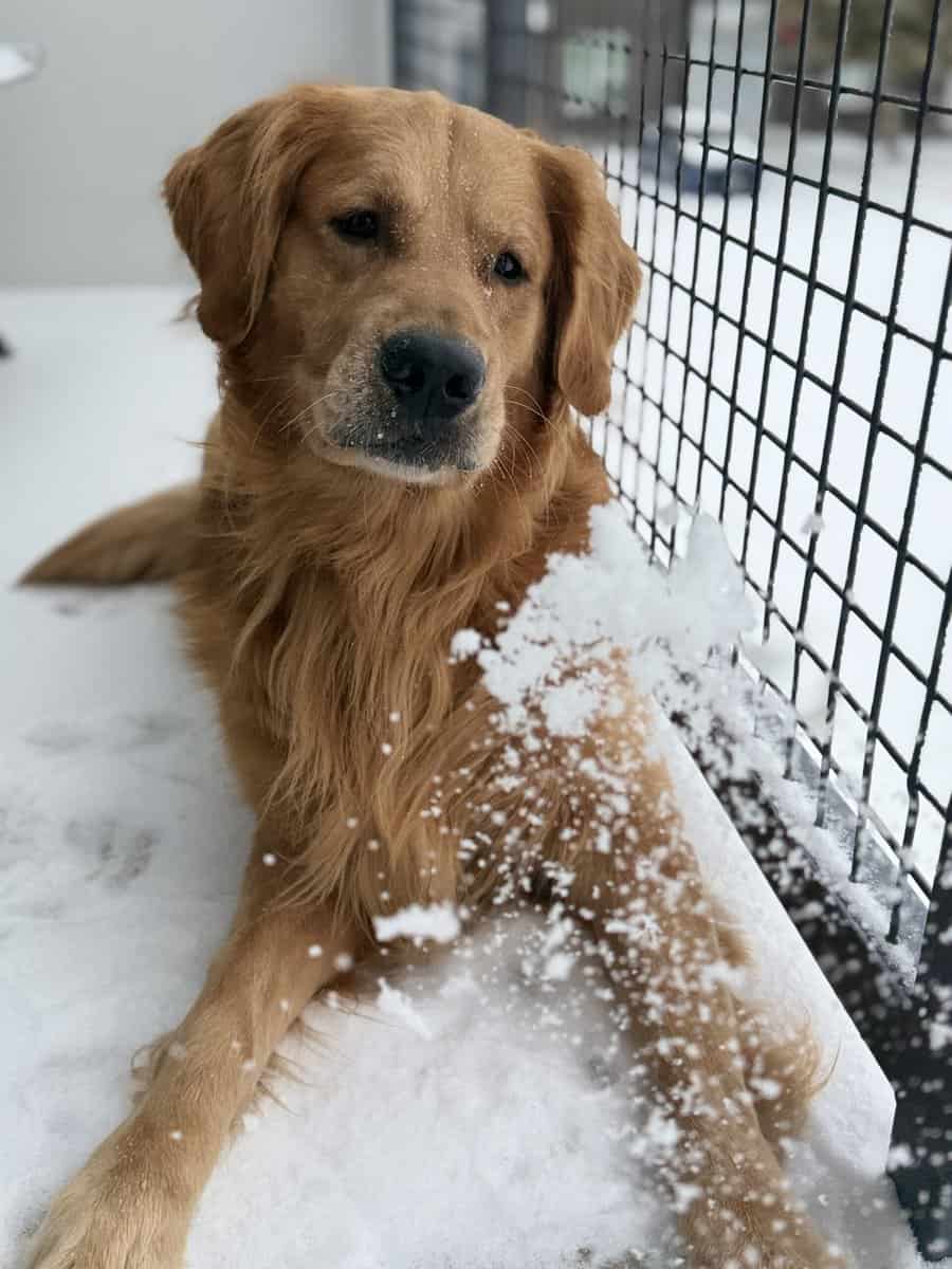 Loving 4-Year-Old Golden Retriever image 12
