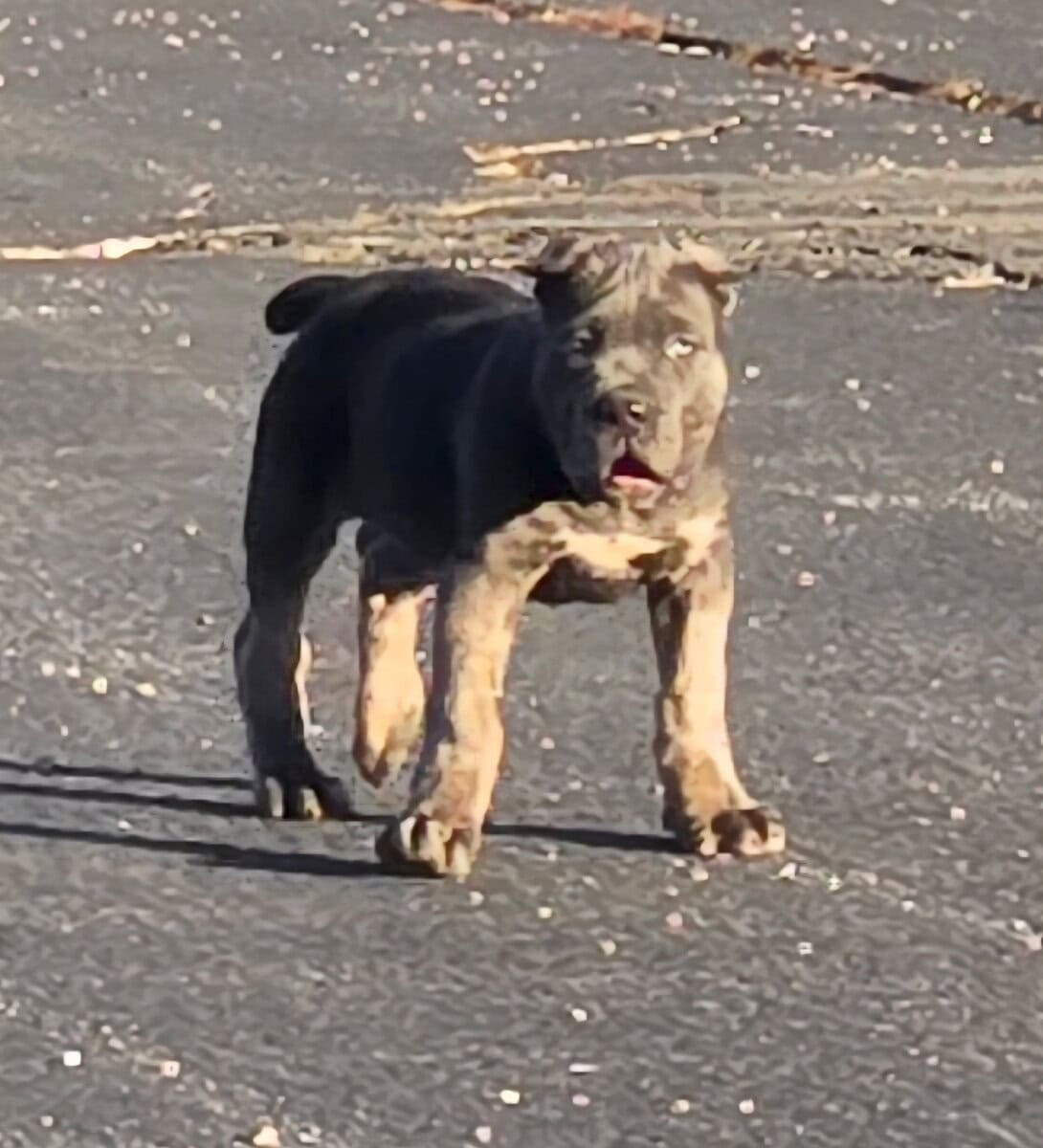 Cane Corso Pups image 4