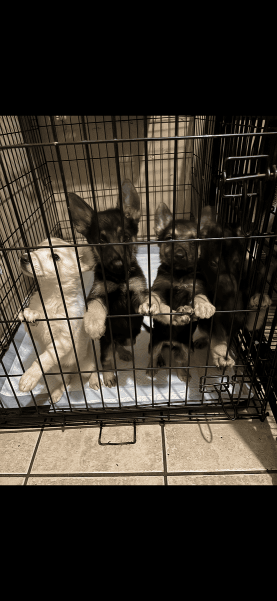 FULL BLOODED image 1