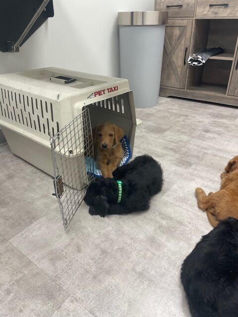 Doodle puppies ready for furever homes. image 1
