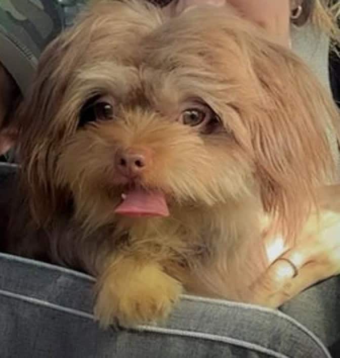 Purebred Mi-Ki, Neutered Male image 3