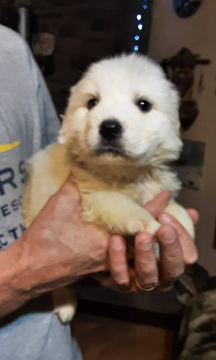 Great Pyrenees image 3