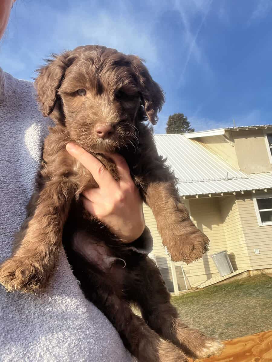 Australian Sheepadoodle Puppies image 2