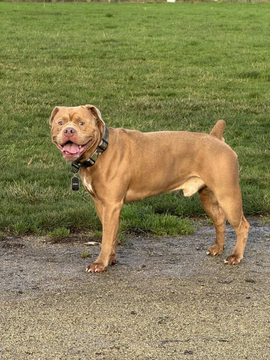 bully mastiff image 1