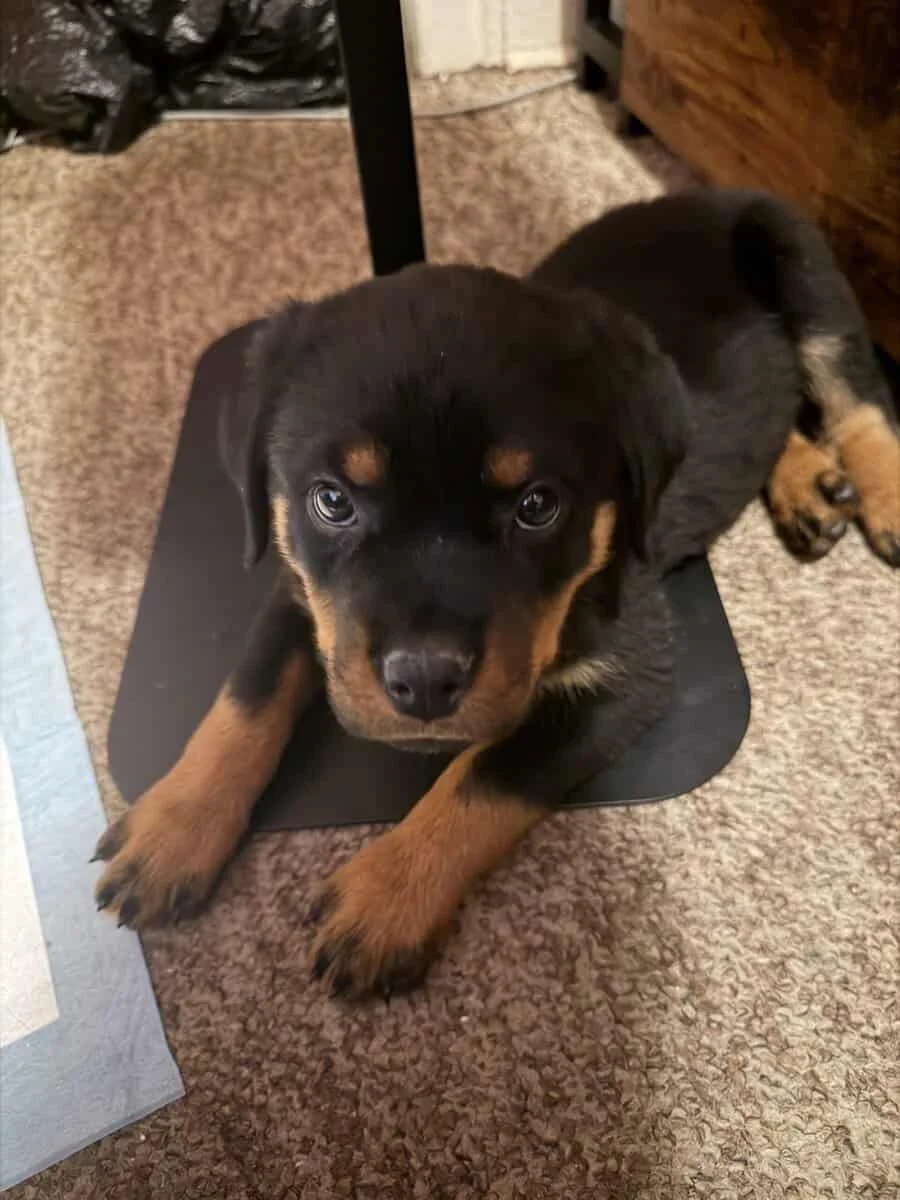 10 week old puppy Rottweiler | PetClassifieds.com - petclassifieds