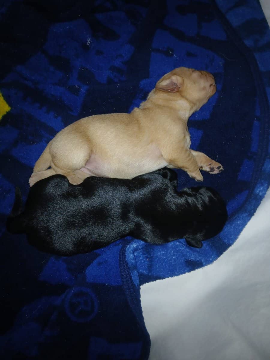 ACK Labrador Retriever image 3