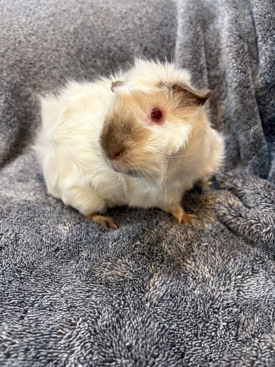 Female Guinea pigs image 6