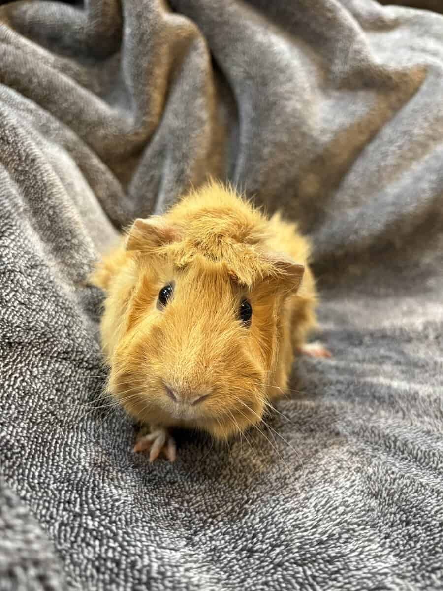 Female Guinea pigs image 3