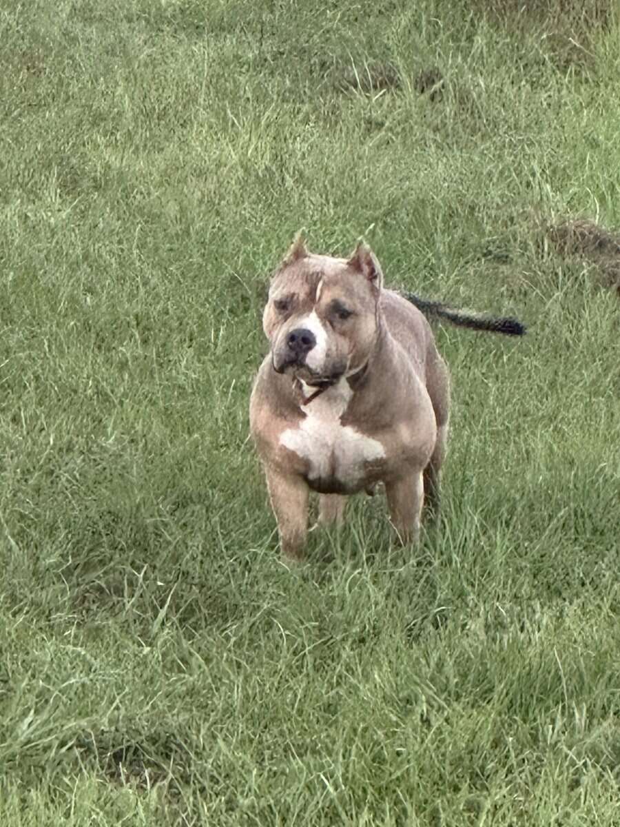 American bully female image 6