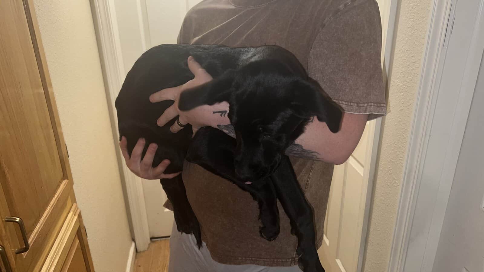 Puppies for sale! image 1