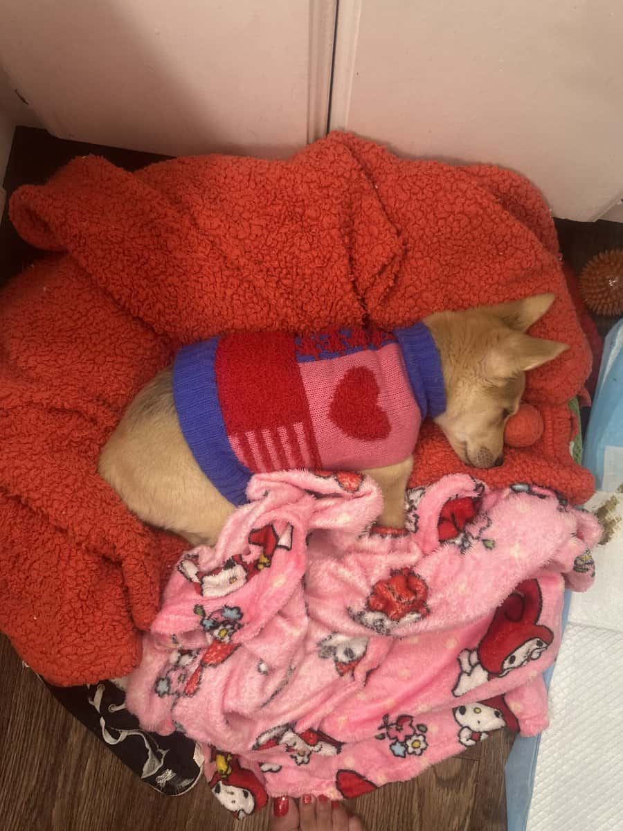 Puppy image 3