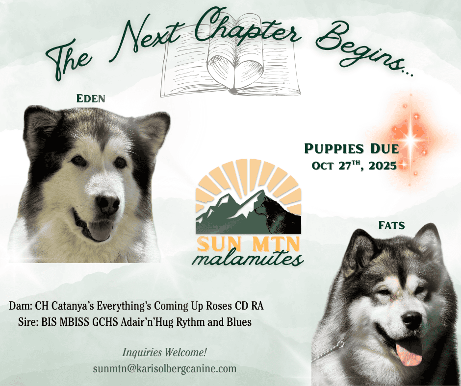 ⭐️ Alaskan Malamute Puppy – Violet image 7