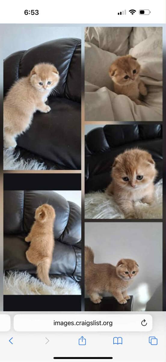Scottish fold image 2