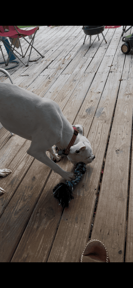 1.7 year old pit bull terrier in need of good home image 4