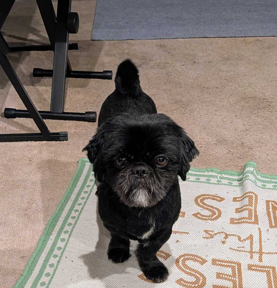 Shih Tzu puppies image 3