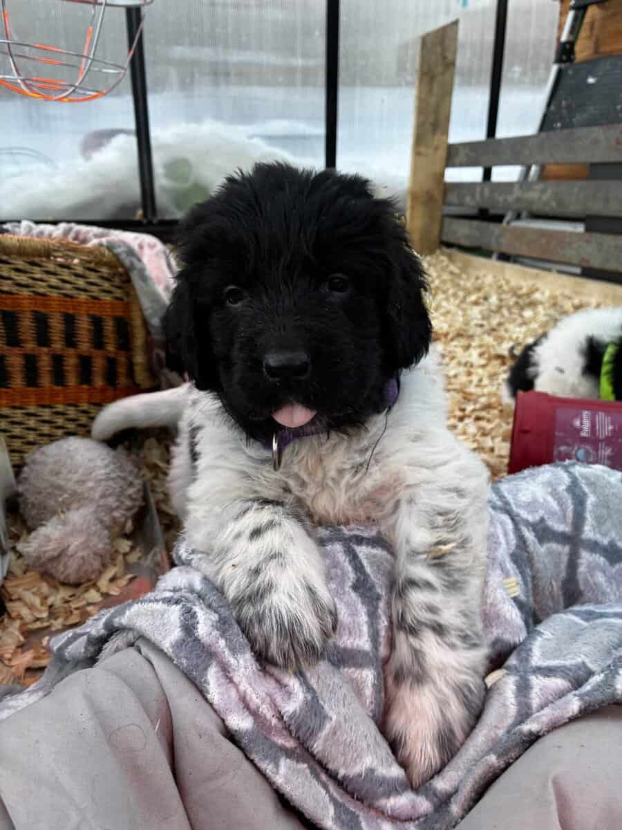 Newfoundland Puppies – Raised in a Home, Landseers image 1