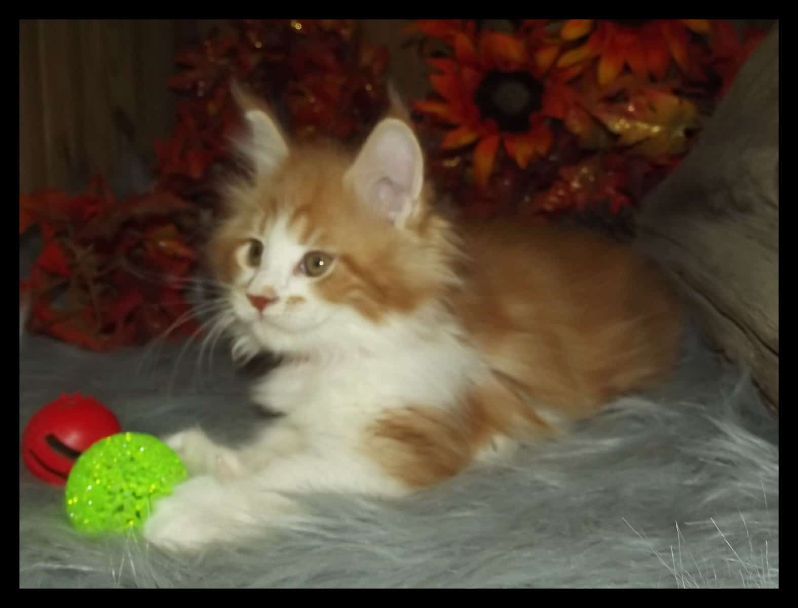 Maine Coon kittens red with white 1 male 2 females image 1