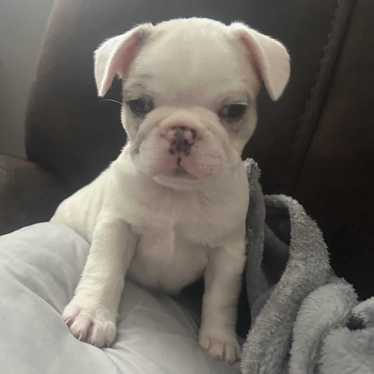 Frenchie pups image 6