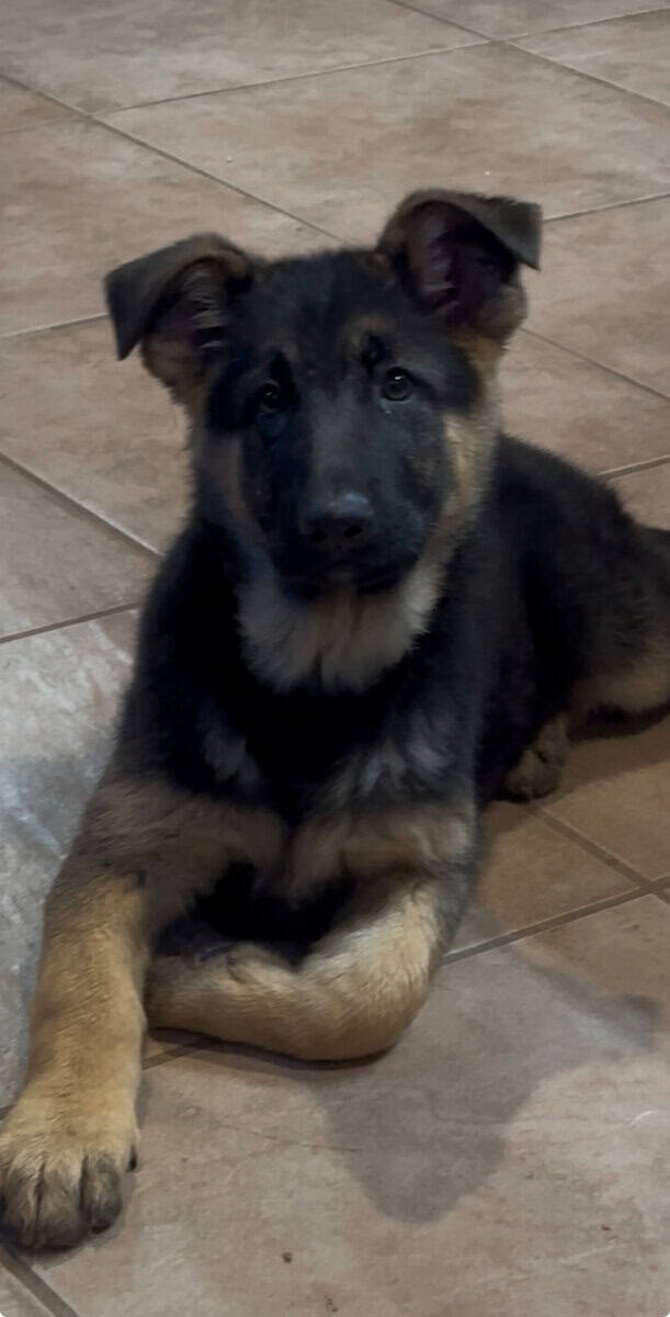 12 Week old AKC Reg German Shepherd Puppies image 6