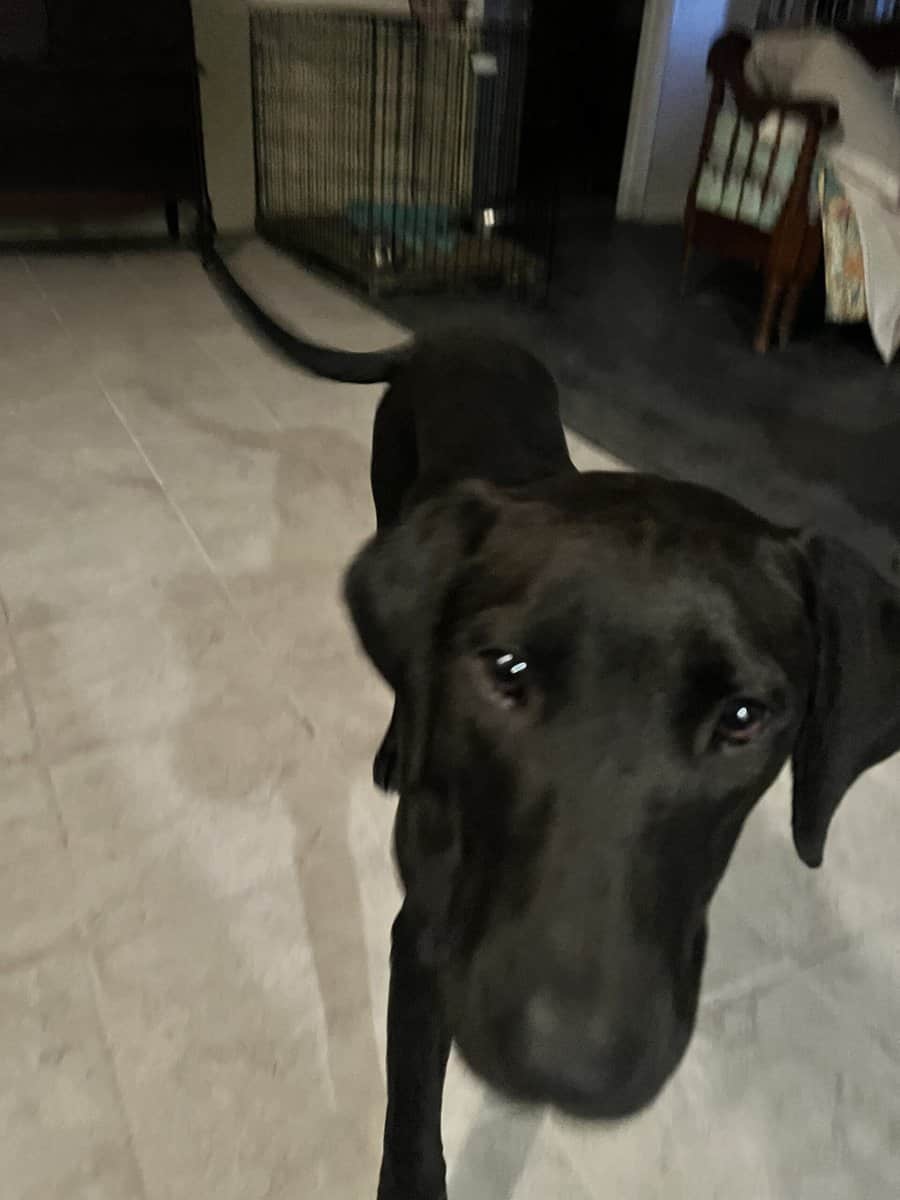 Puppies image 1