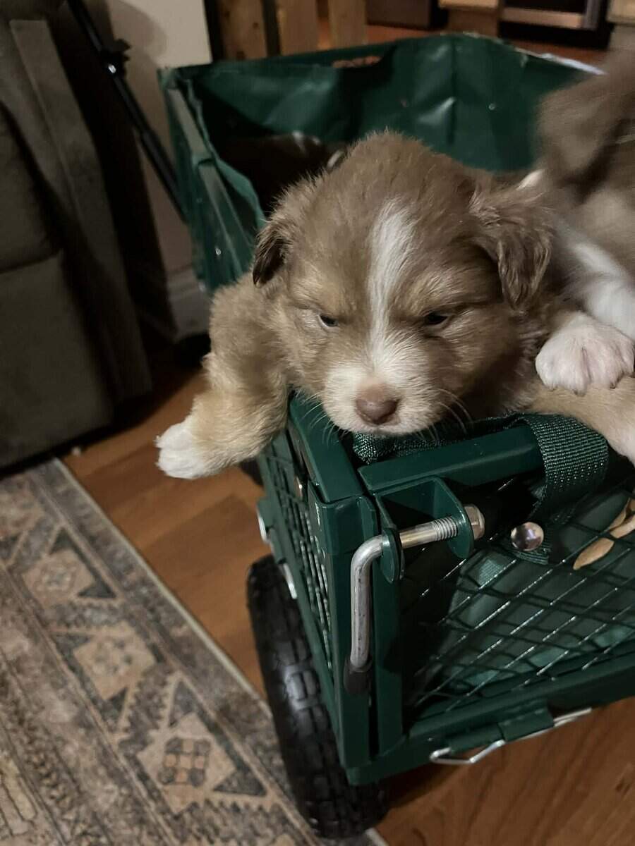 Miniature Australian Puppies image 4